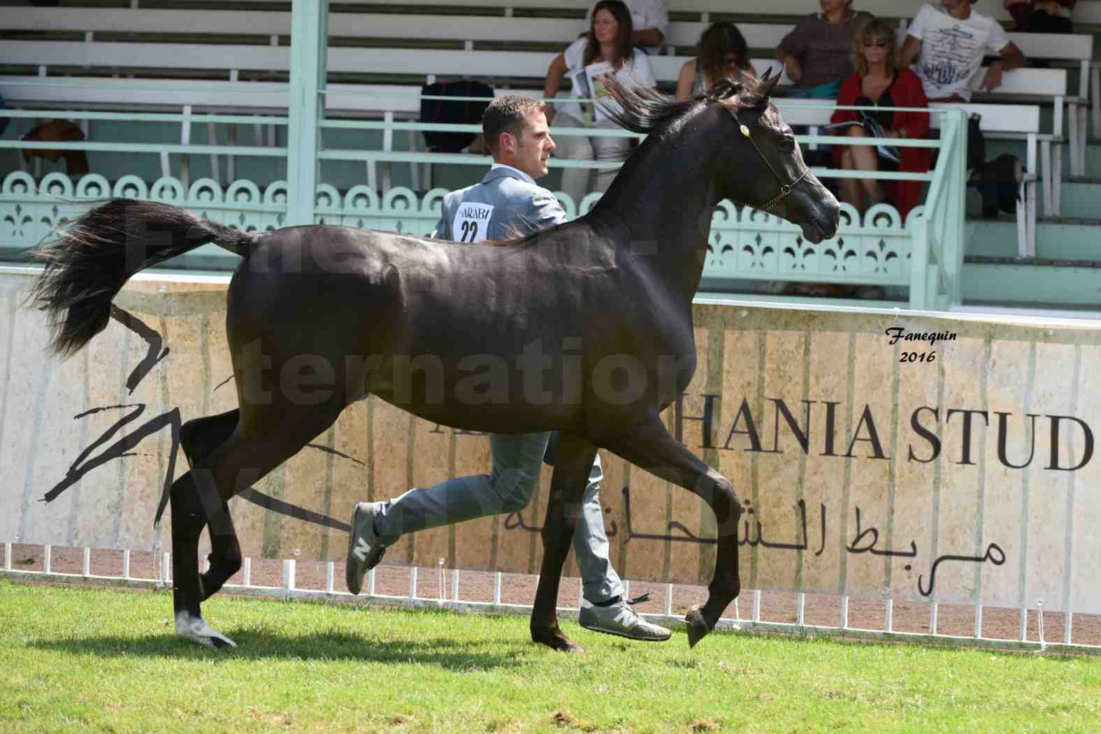 International Arabian Horse Show B de VICHY 2016 - ANNALISA ALIH - Notre Sélection - 2