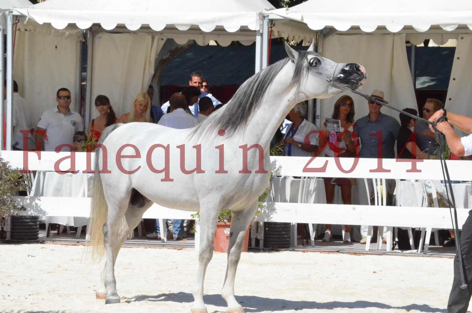 Concours National de Nîmes de chevaux ARABES 2014 - Sélection - SHAOLIN DE NEDJAIA - 83