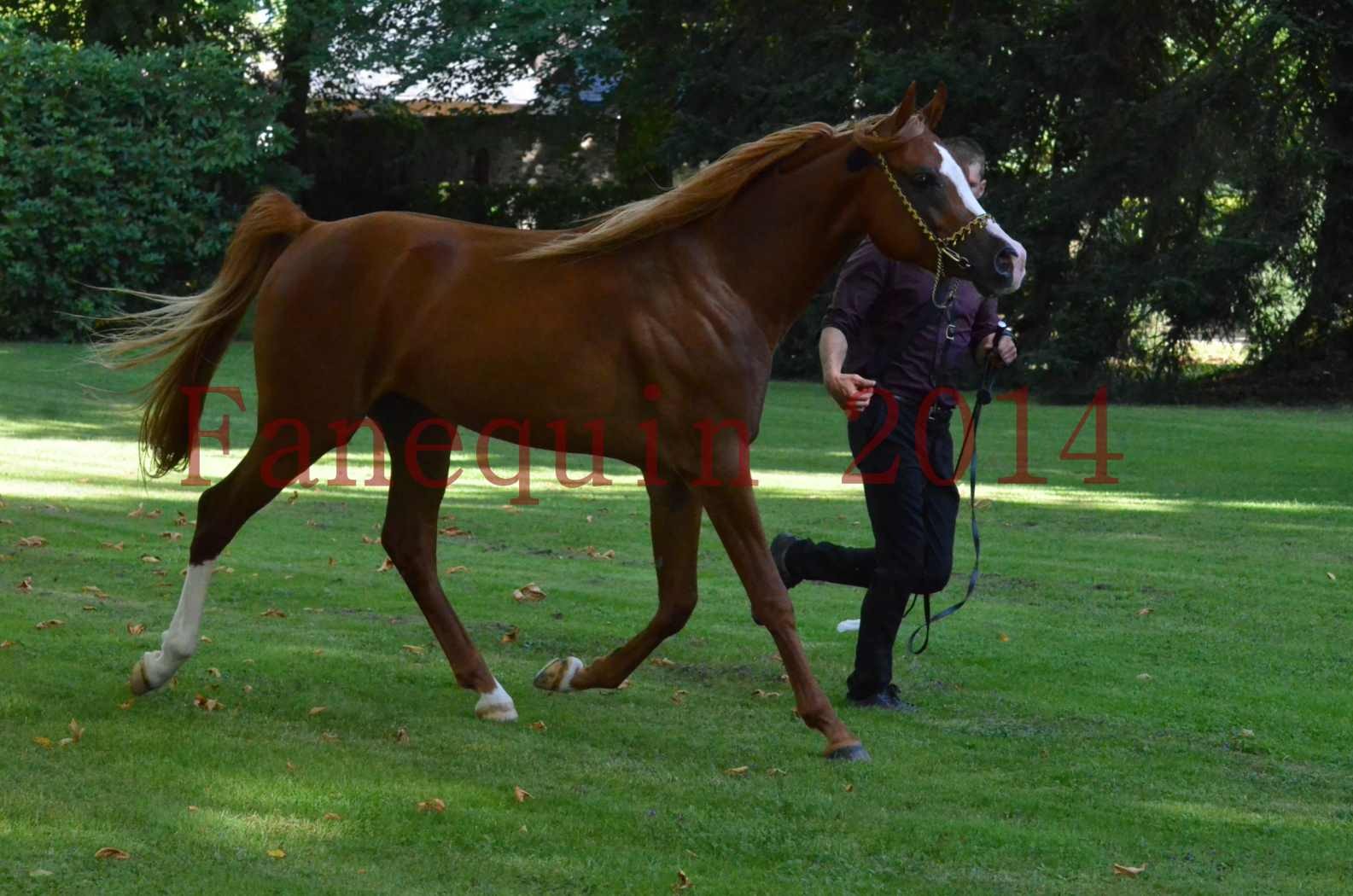 Championnat de FRANCE 2014 - Amateurs - SELECTO IBN SAMAWI - 122