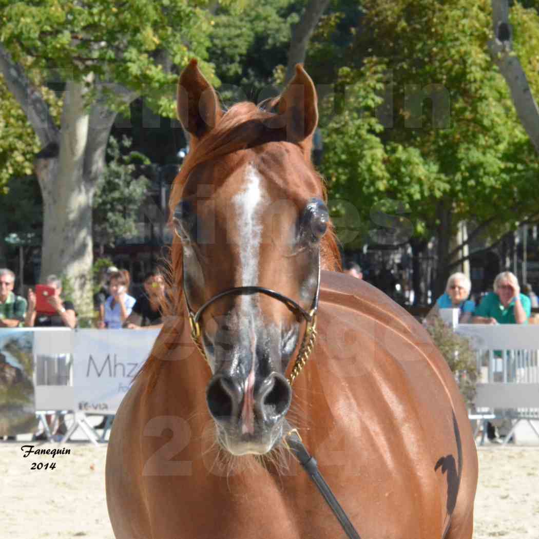 Elevage de GACIA - Elevage de Chevaux ARABES - MYSS SASKIA