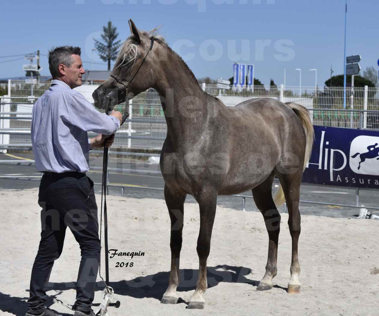 Concours d'élevage de Chevaux Arabes - Demi Sang Arabes - Anglo Arabes - ALBI les 6 & 7 Avril 2018 - DAENERYS DE LAFON - Notre Sélection - 07