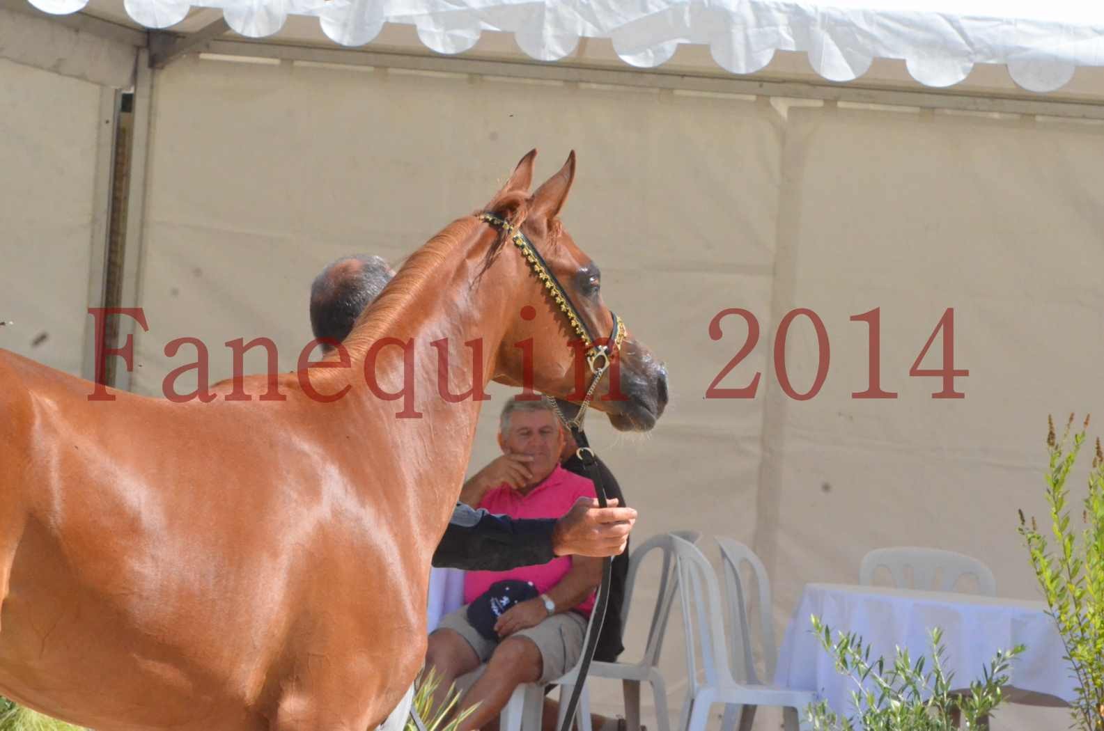 Championnat de FRANCE 2014 - Amateurs - SH CALLAS BINT ARMANI - 52