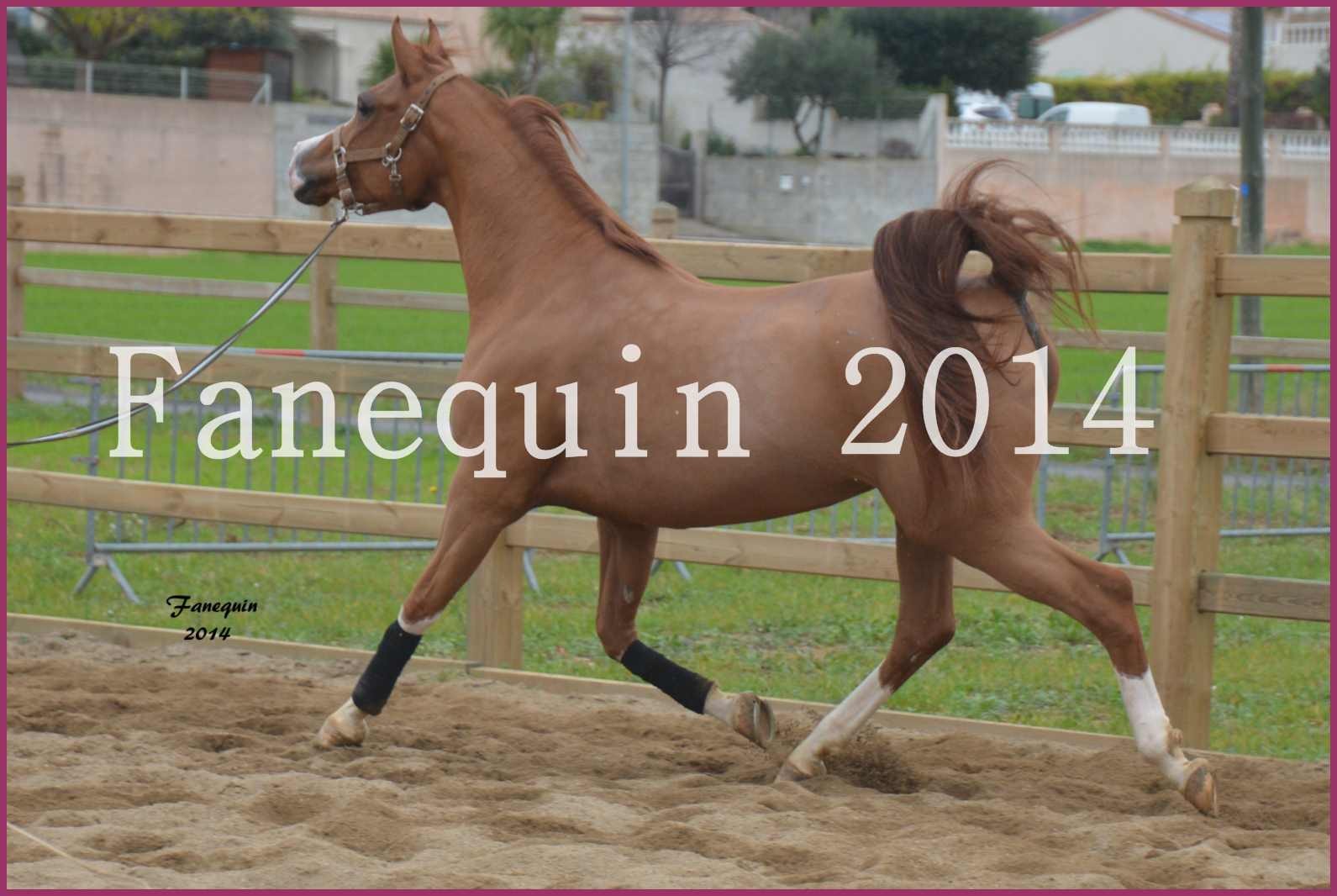 Domaine de LAMARRE - Elevage de Chevaux - Jument ARABE - SHARON travaillant en longe - 12