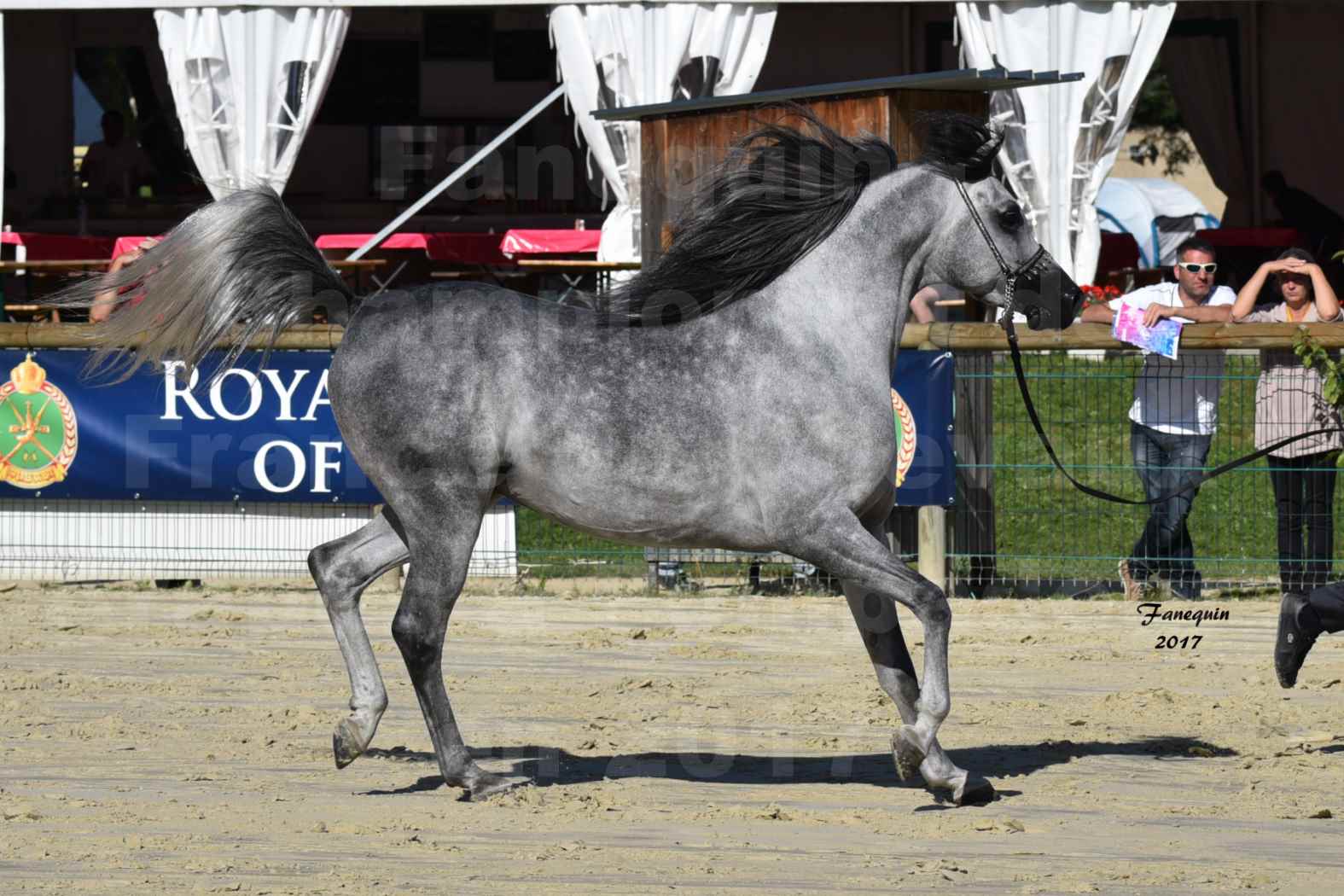 Championnat de France de Chevaux Arabes à Pompadour en 2017 - AL MINYA - 1