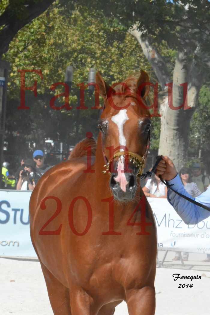 Concours National de Nîmes de chevaux ARABES 2014 - Notre Sélection - Portraits -  DZHARI NUNKI - 2