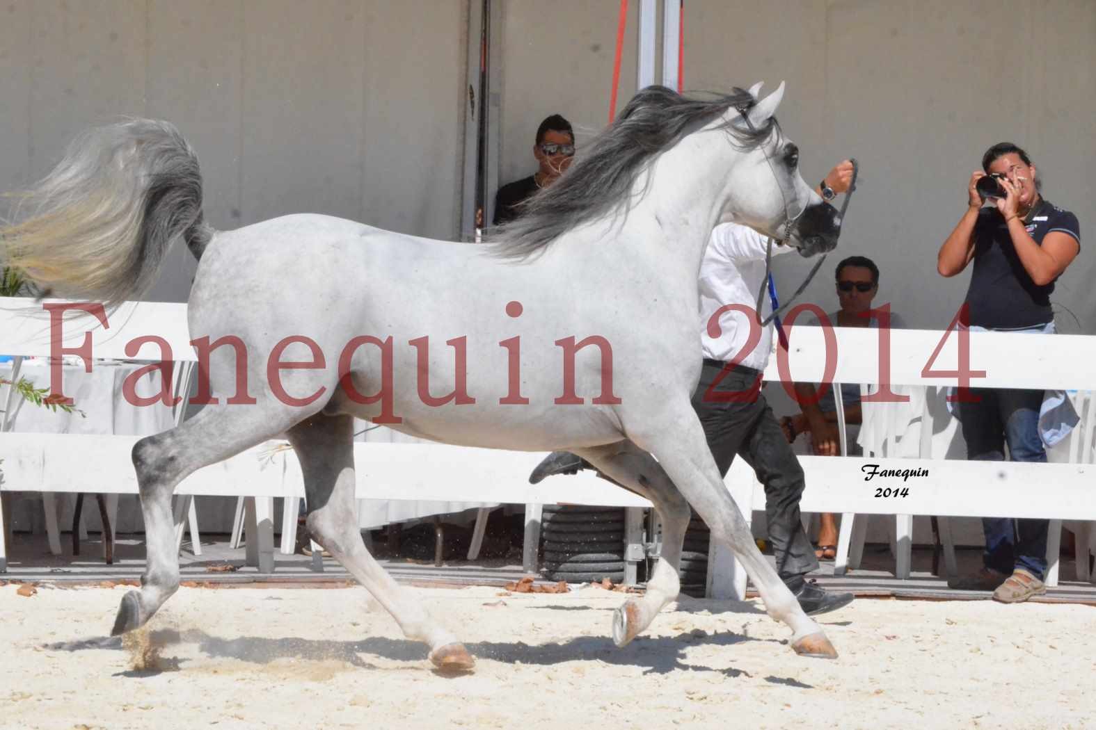 Concours National de Nîmes de chevaux ARABES 2014 - Notre Sélection - SHAOLIN DE NEDJAIA - 09