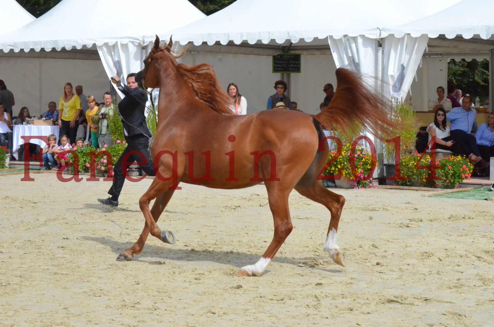 ﻿CHAMPIONNAT DE FRANCE 2014 A POMPADOUR - Championnat - KINSHASA JA - 37