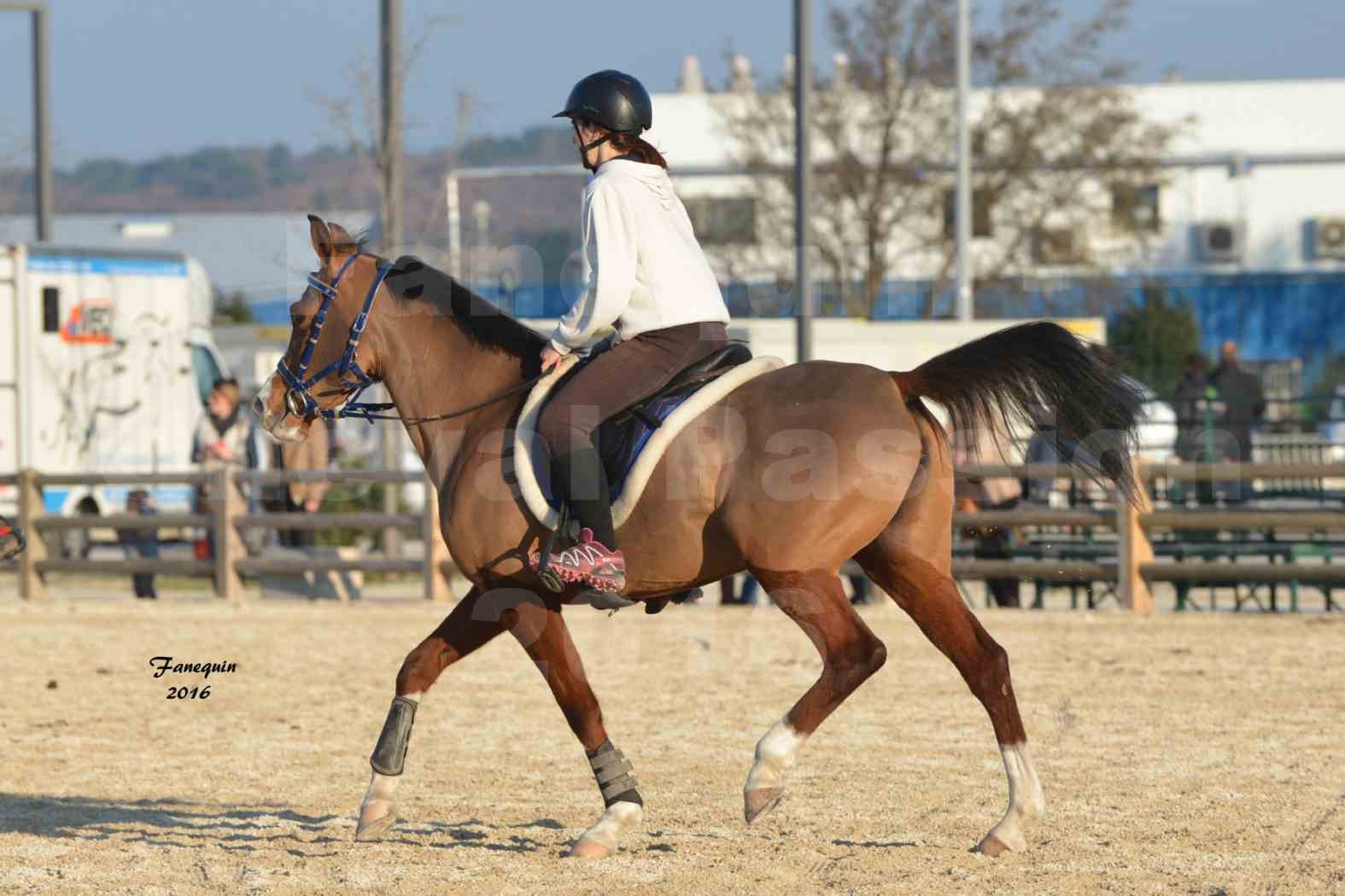 Cheval Passion 2016 - Présentation extérieure de chevaux Arabes montés - 09