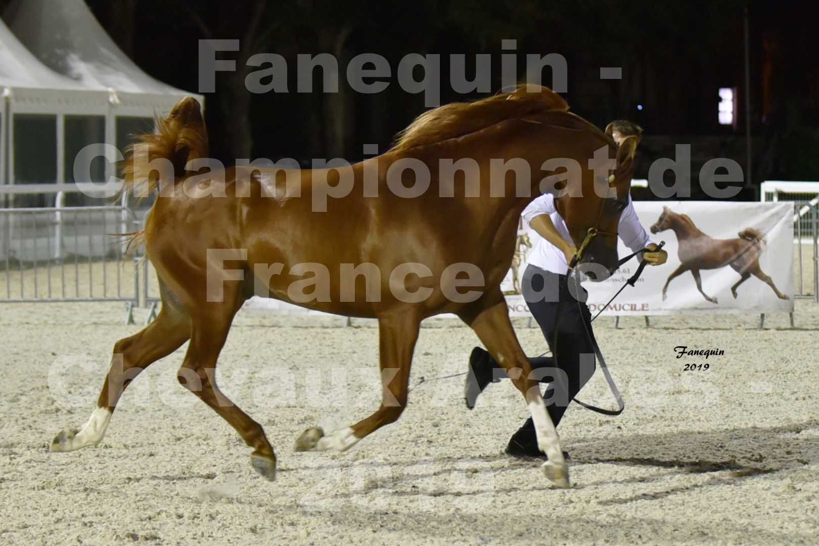 Championnat de France des chevaux Arabes en 2019 à VICHY - DZHARI NUNKI - 2