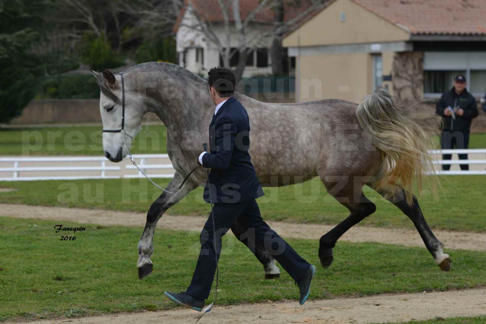 Présentation d’Étalons aux Haras d'UZES en 2016 - Présentation en longe - DIOSAÏ D'ALAJOU - 2