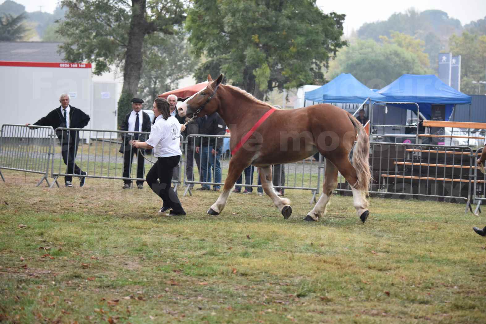 Concours Régional de chevaux de traits en 2017 - Trait BRETON - FEE DE MARLAC - 19