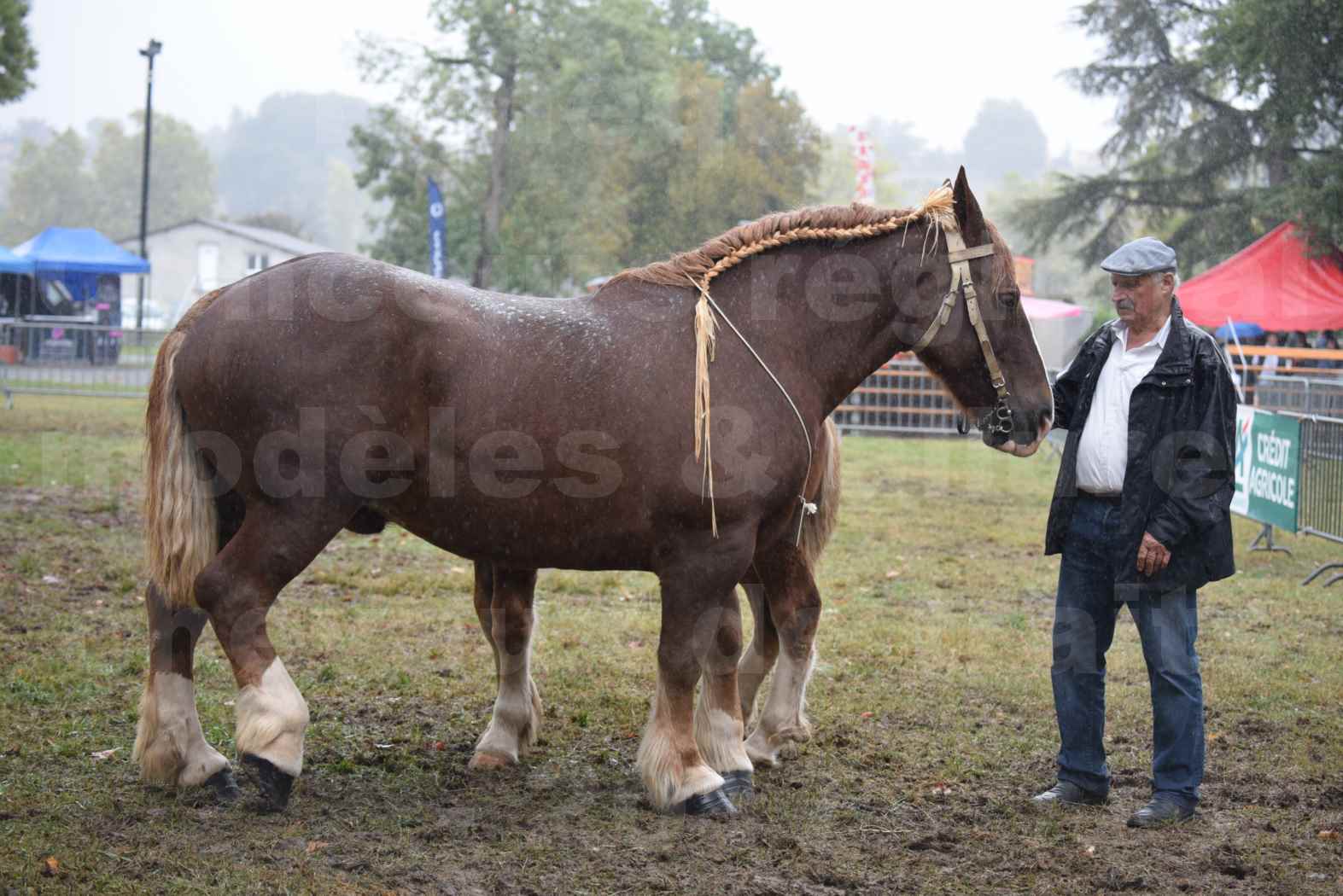 Concours Régional de chevaux de traits en 2017 - Trait BRETON - Jument suitée - SISIE DE LA GLEVADE - 01