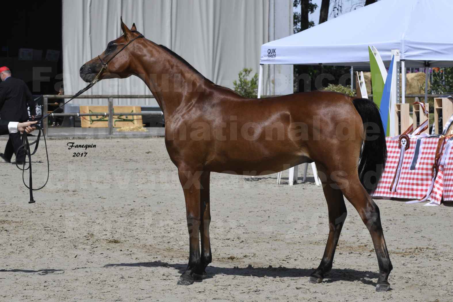 Concours international de chevaux ARABES - "Arabian Masters" Bordeaux 2017 - JABBOK DE NAUTIAC - 37