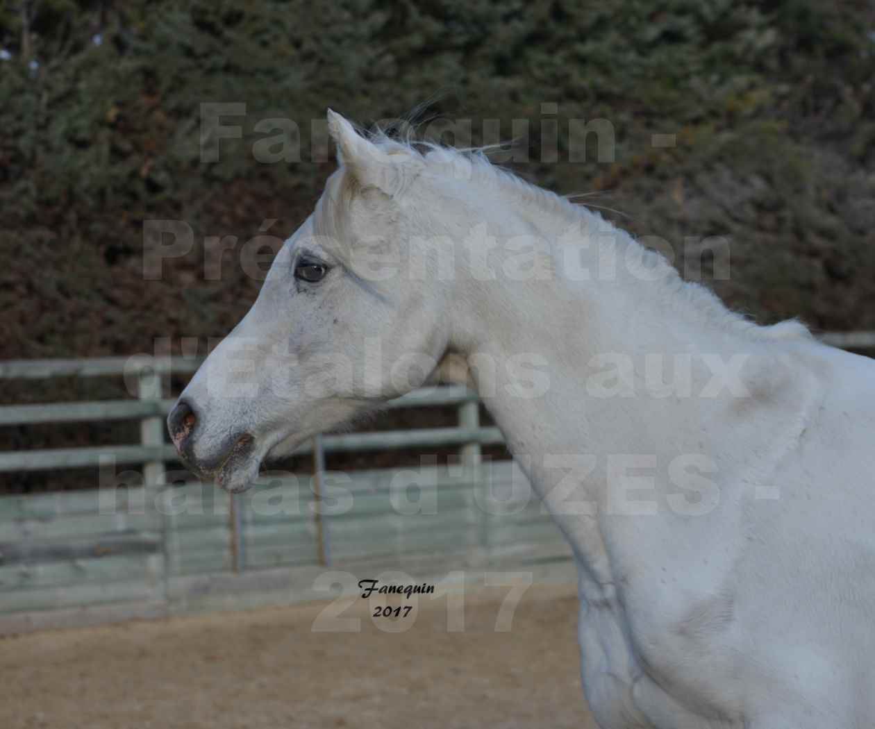 Présentation d’Étalons aux Haras d'UZES - présentation en liberté - Portraits - FELOUK DE LA CHAMPOLINE - 1