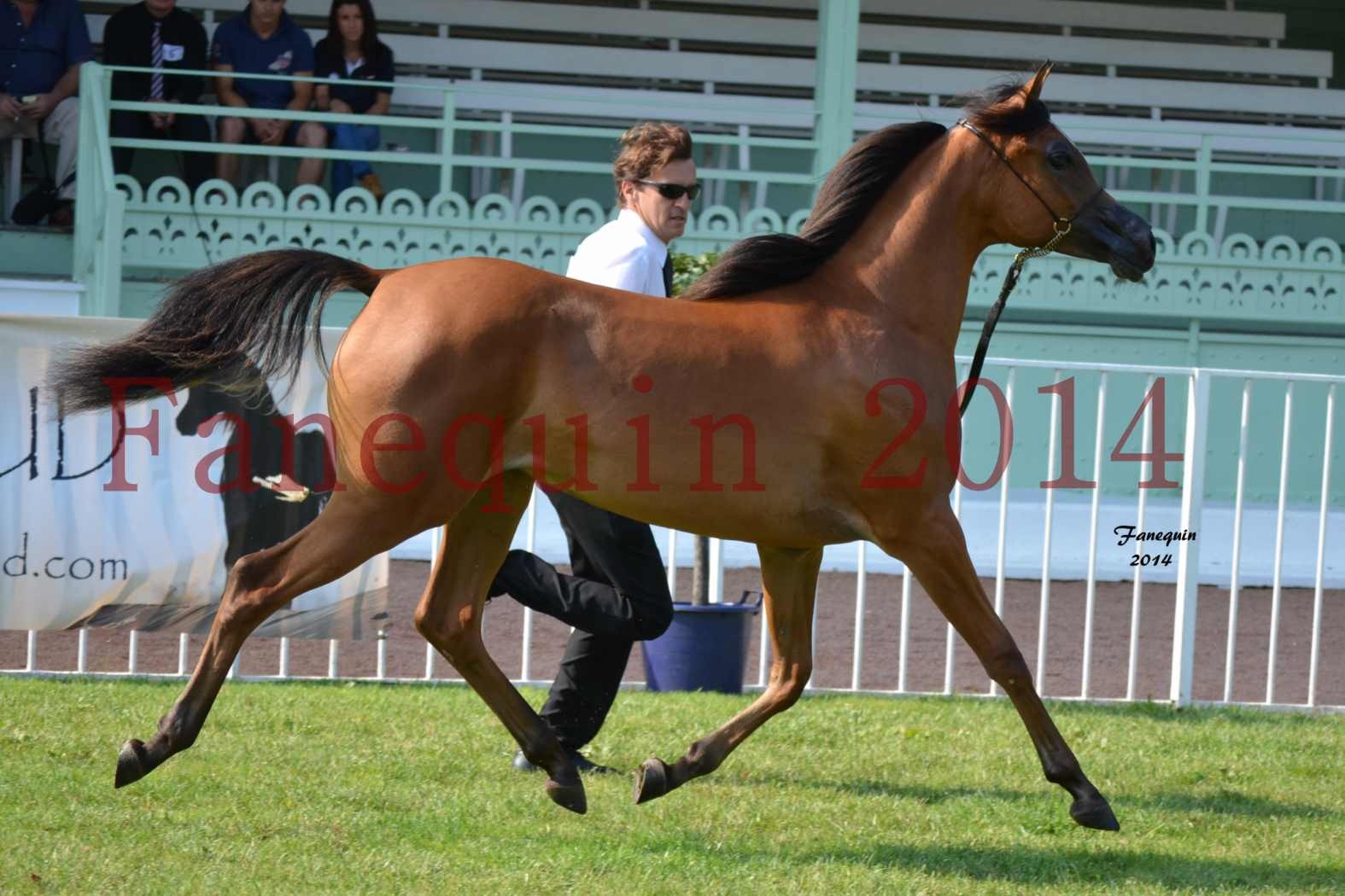 SHOW INTERNATIONAL DE VICHY 2014 - MARAYAT AL ADEYAT