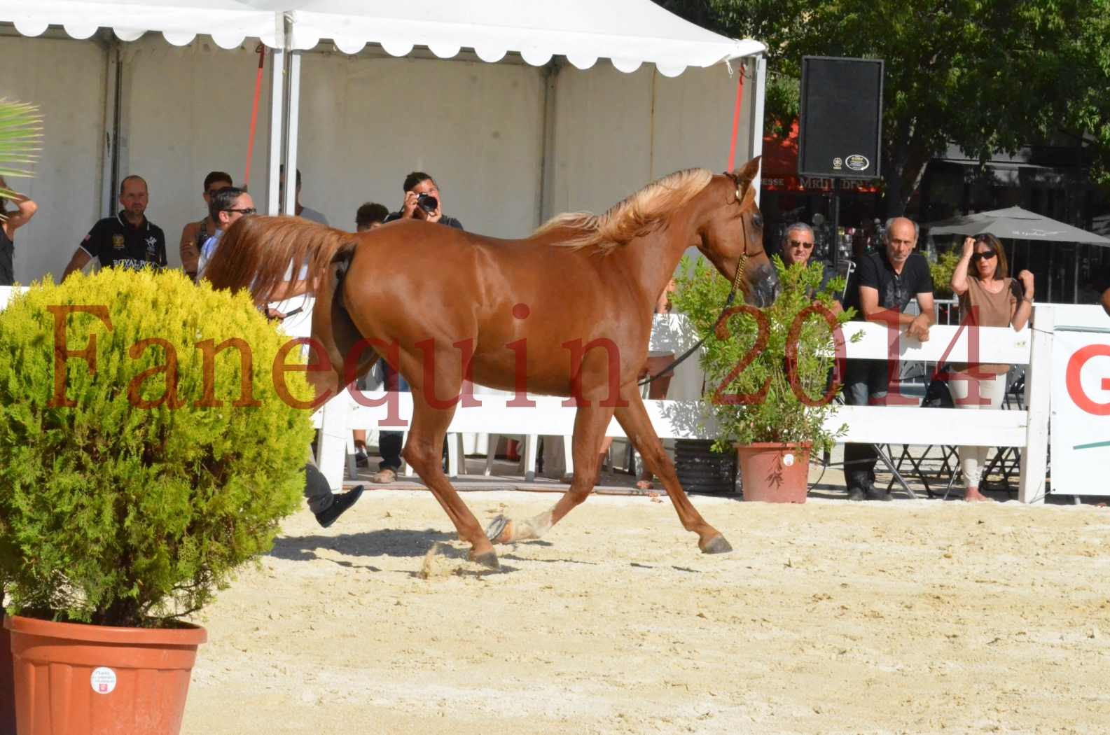 Concours National de Nîmes de chevaux ARABES 2014 - Championnat - MASSAI DE BARREL - 59