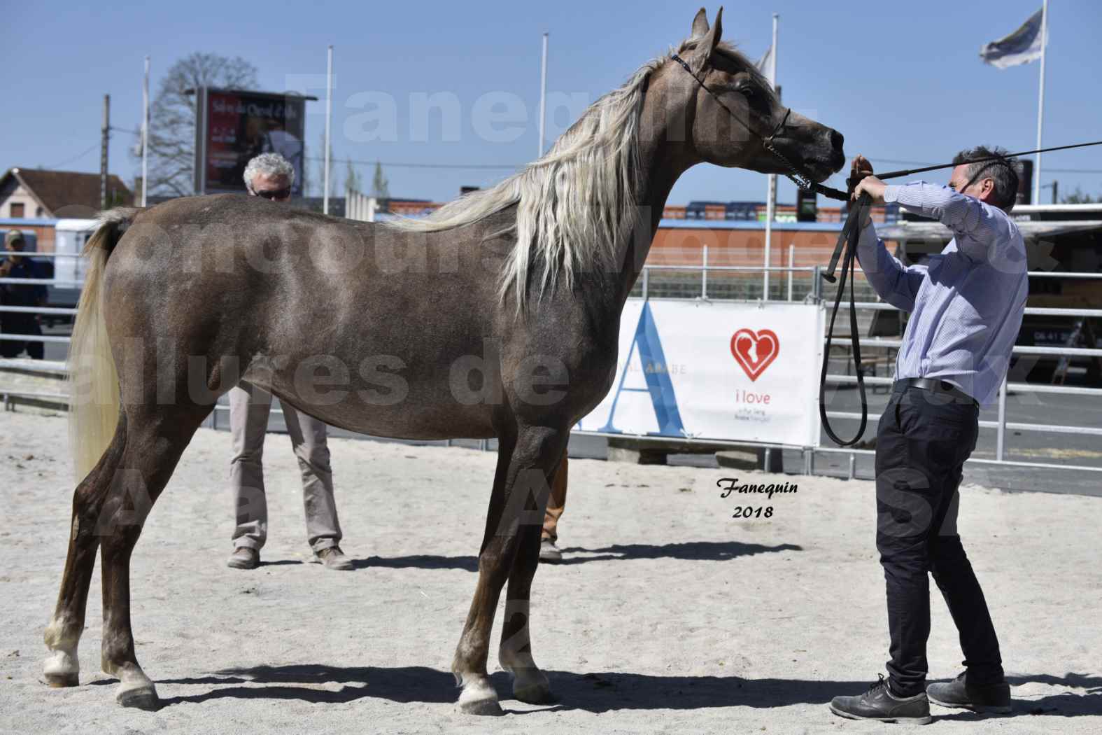 Concours d'élevage de Chevaux Arabes - Demi Sang Arabes - Anglo Arabes - ALBI les 6 & 7 Avril 2018 - DAENERYS DE LAFON - Notre Sélection - 06