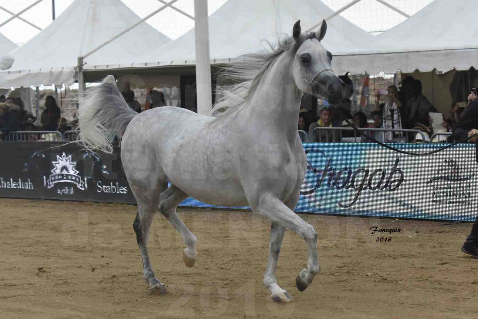 Championnat du pur-sang arabe de la Méditerranée et des pays arabes - MENTON 2016 - WADAD ZAMANI - Notre Sélection - 4