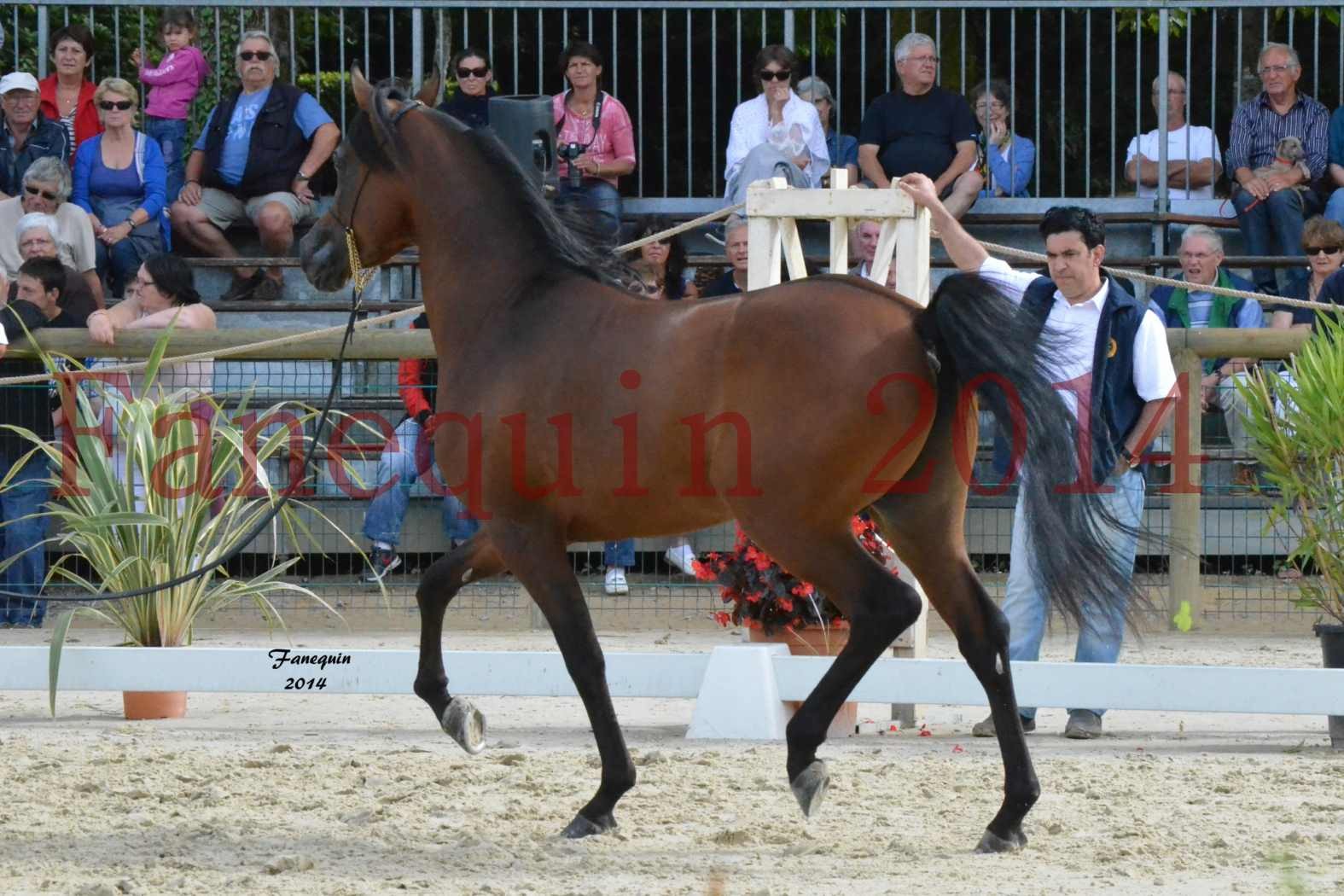 CHAMPIONNAT DE FRANCE 2014 A POMPADOUR - Notre Sélection - ABSOLUT DE DJOON - 08