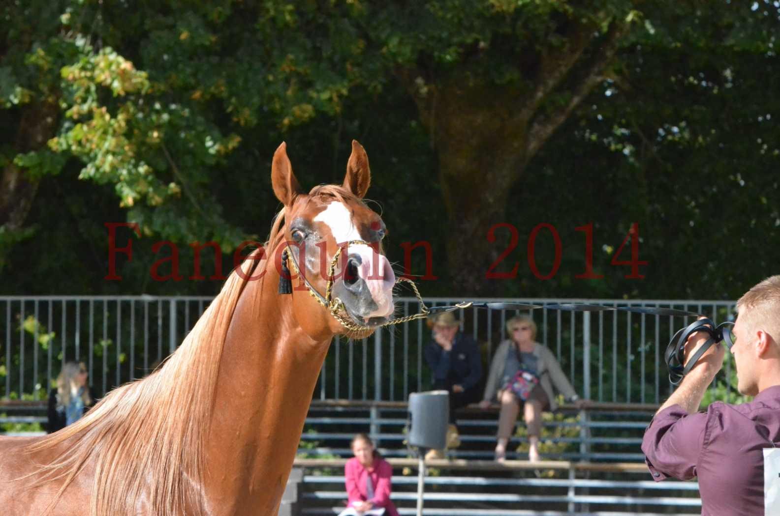 Championnat de FRANCE 2014 - Amateurs - SELECTO IBN SAMAWI - 071