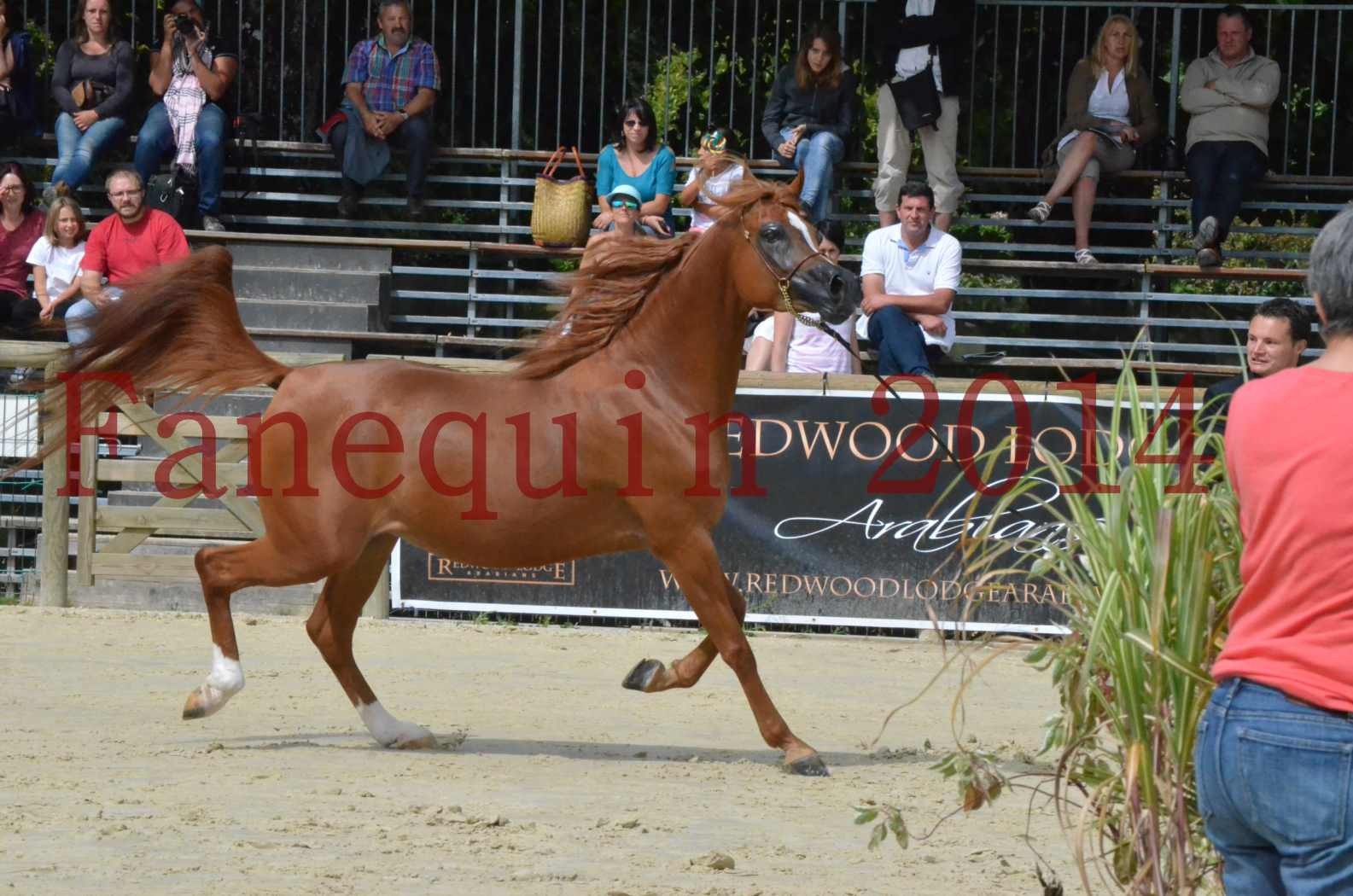 ﻿CHAMPIONNAT DE FRANCE 2014 A POMPADOUR - Championnat - KINSHASA JA - 19