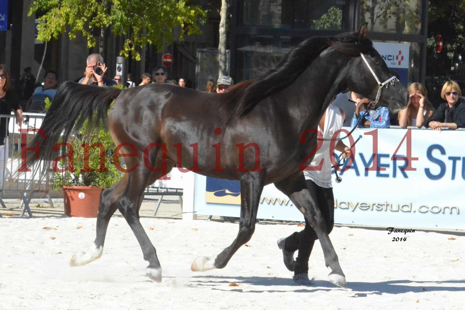 Concours National de Nîmes de chevaux ARABES 2014 - Notre Sélection - BALTYK DE CHAUMONT - 6