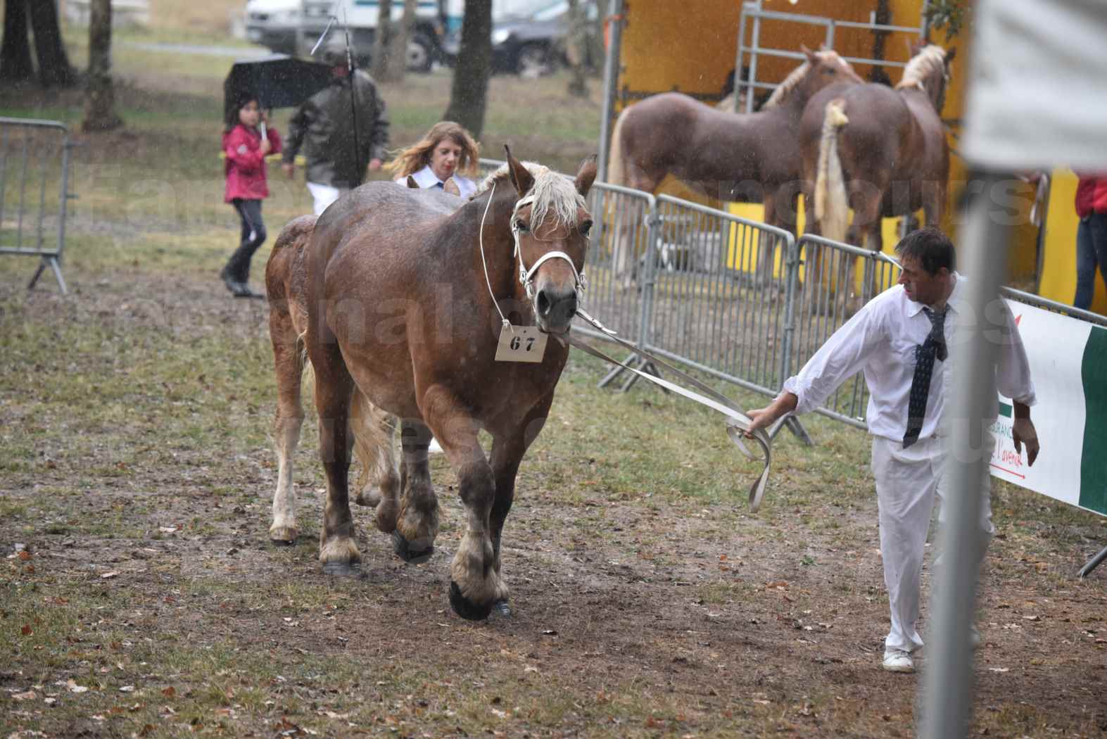 Concours Régional de chevaux de traits en 2017 - Trait COMTOIS - Jument suitée - RITA 38 - 14