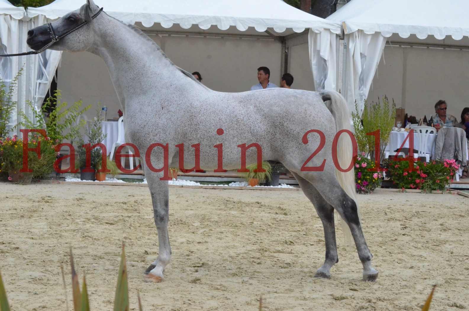 CHAMPIONNAT DE FRANCE  2014 A POMPADOUR - Championnat - SHEYK DE GARGASSAN - 21