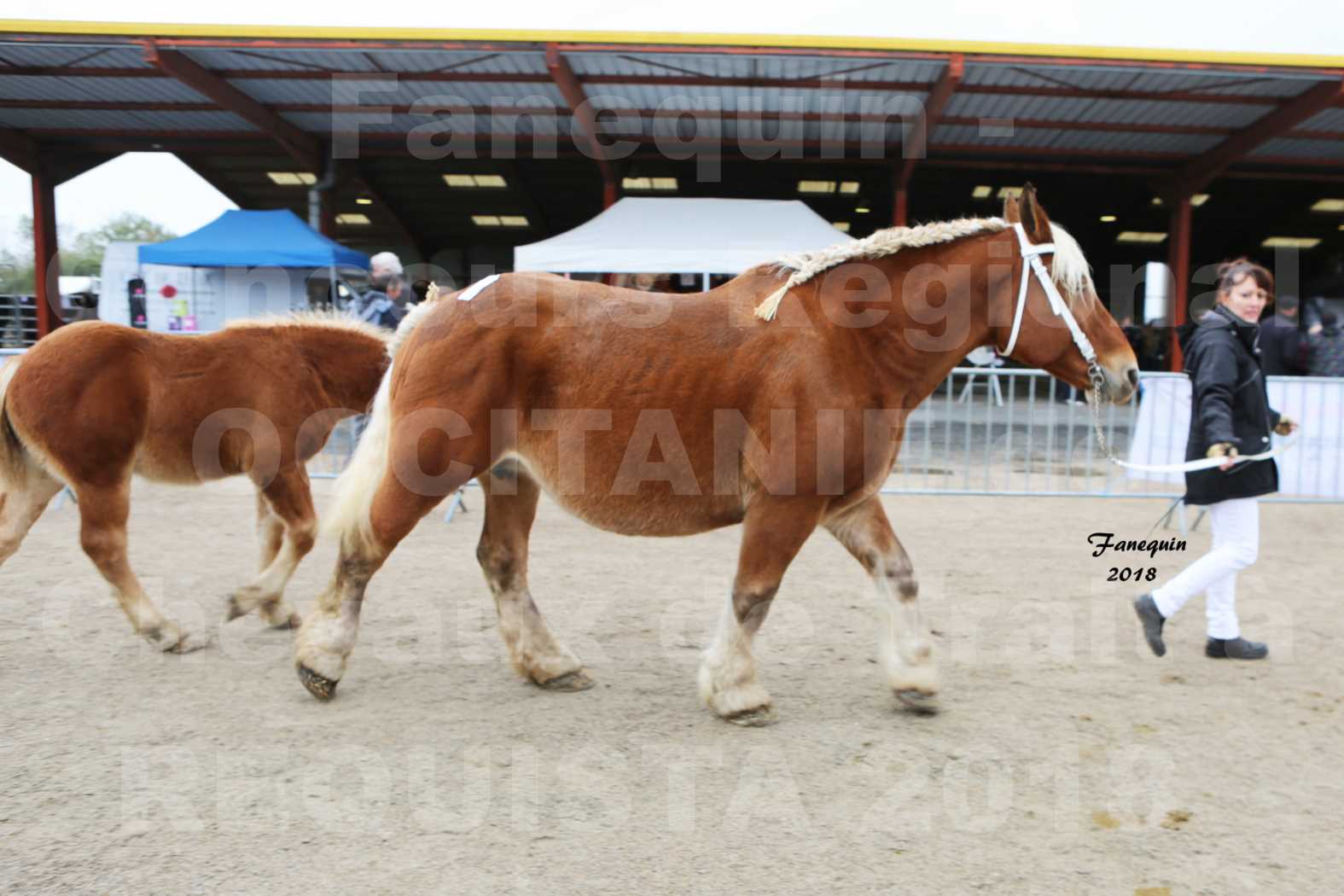 Concours Régional "OCCITANIE" de Chevaux de Traits à REQUISTA en 2018 - UDINE DE CLAUMONT - 1