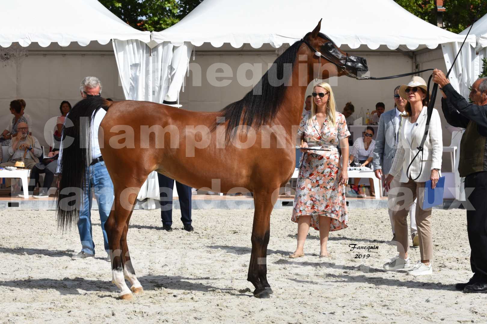 Championnat de France des chevaux Arabes en 2019 à VICHY - SH CHARISMA - 3