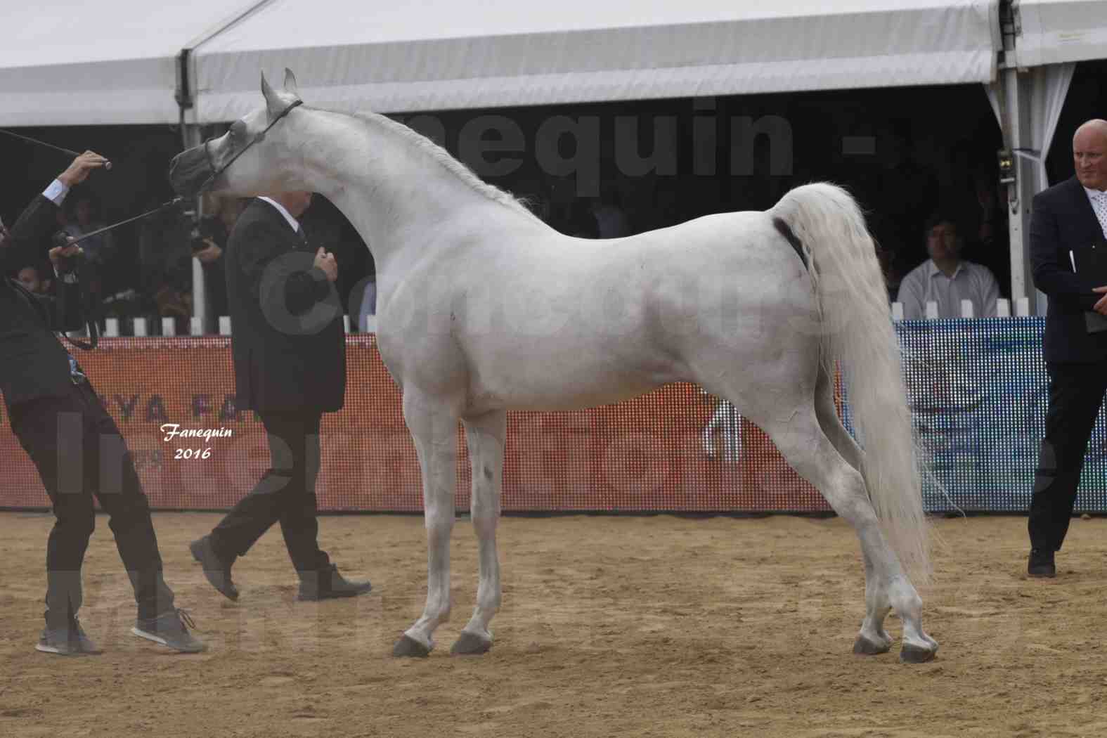 Show International de chevaux ARABES de MENTON 2016 - AJA ANGELO - 14