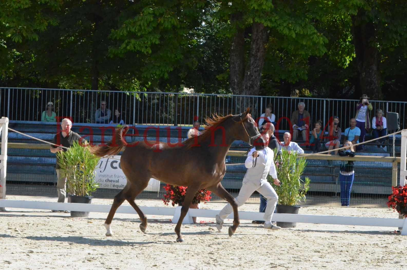 Championnat de FRANCE 2014 - Amateurs - LAMAL - 04