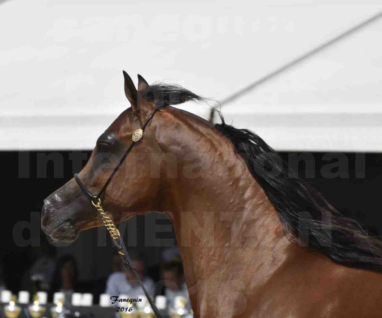 Championnat du pur-sang arabe de la Méditerranée et des pays arabes - MENTON 2016 - GHAZWAN AL JASSIMYA - Notre Sélection - Portraits - 4