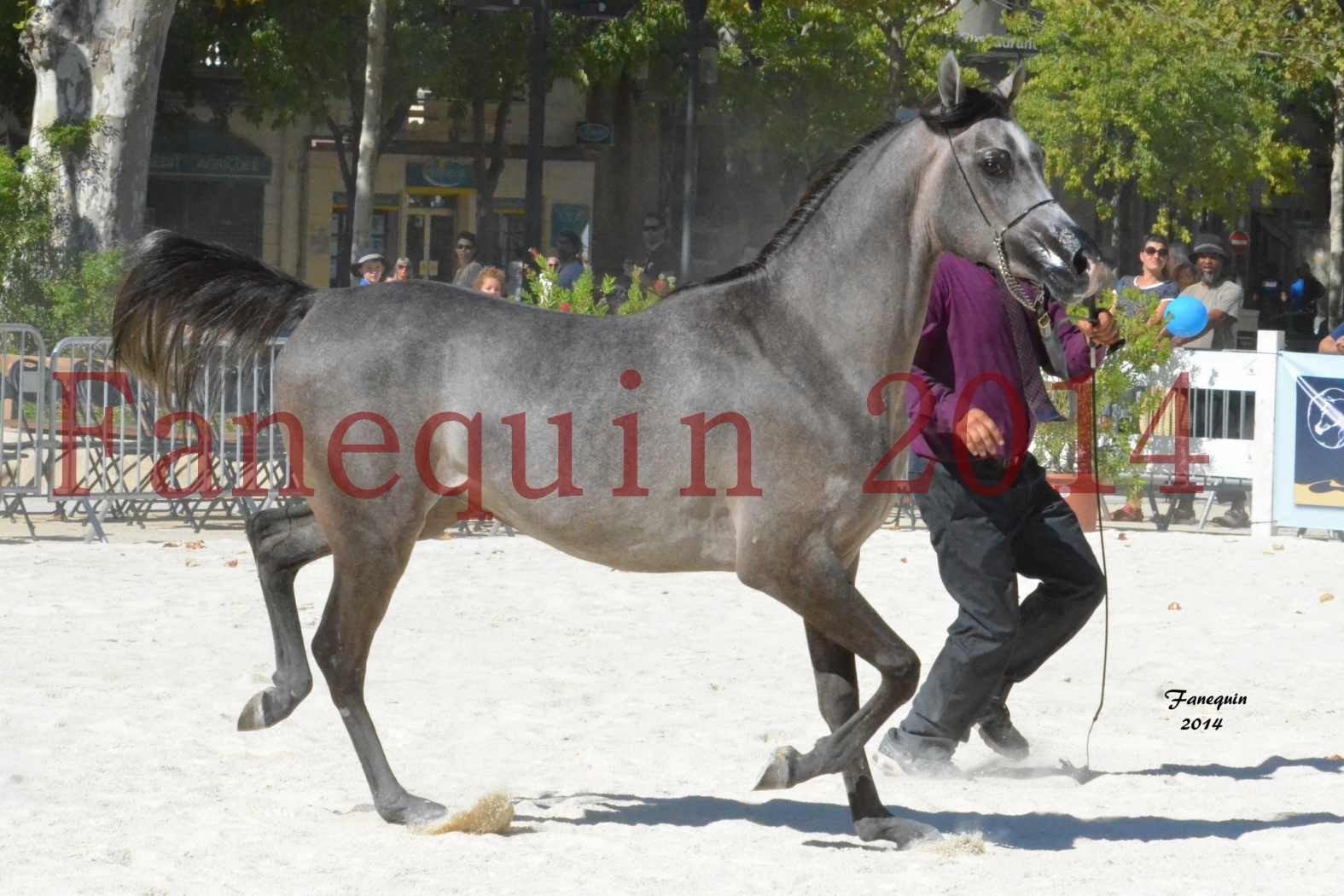 Concours National de Nîmes de chevaux ARABES 2014 - Notre Sélection - JOSEPH'S BOUZIOLS - 07