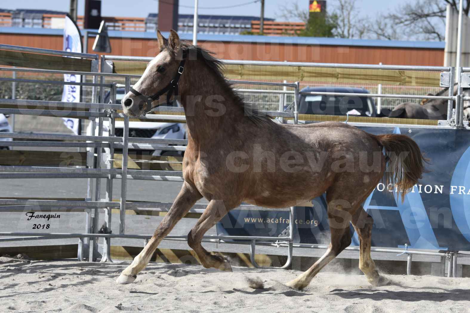 Concours d'élevage de Chevaux Arabes - D. S. A. - A. A. - ALBI les 6 & 7 Avril 2018 - GAZIM DU CARRELIE - Notre Sélection - 03