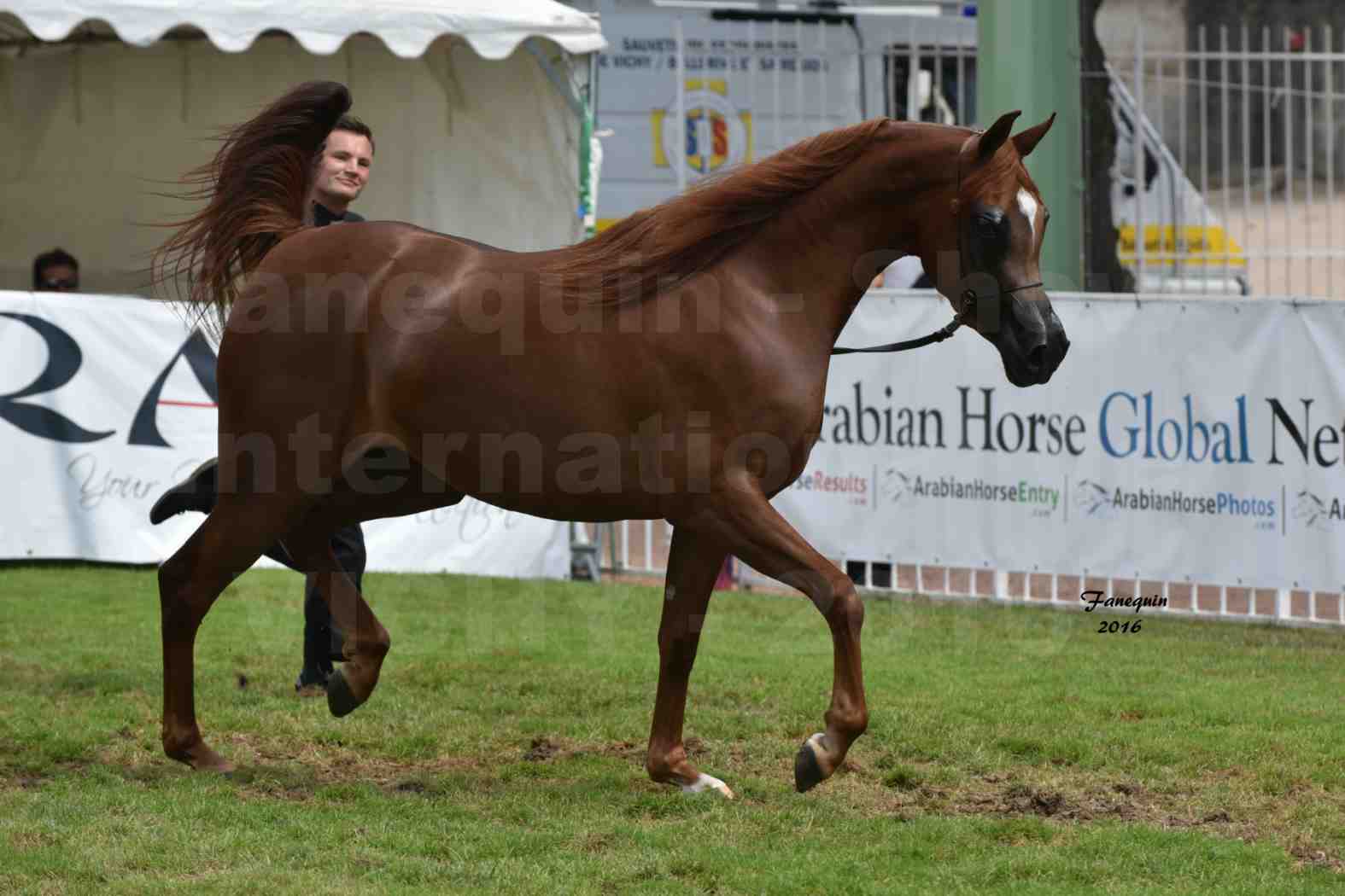 International Arabian Horse Show B de VICHY 2016 - PEARL DE DJOON - Notre Sélection - 25
