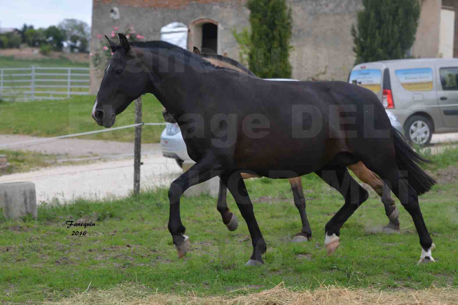 Elevage DEL TESSUOR - VALENTINA