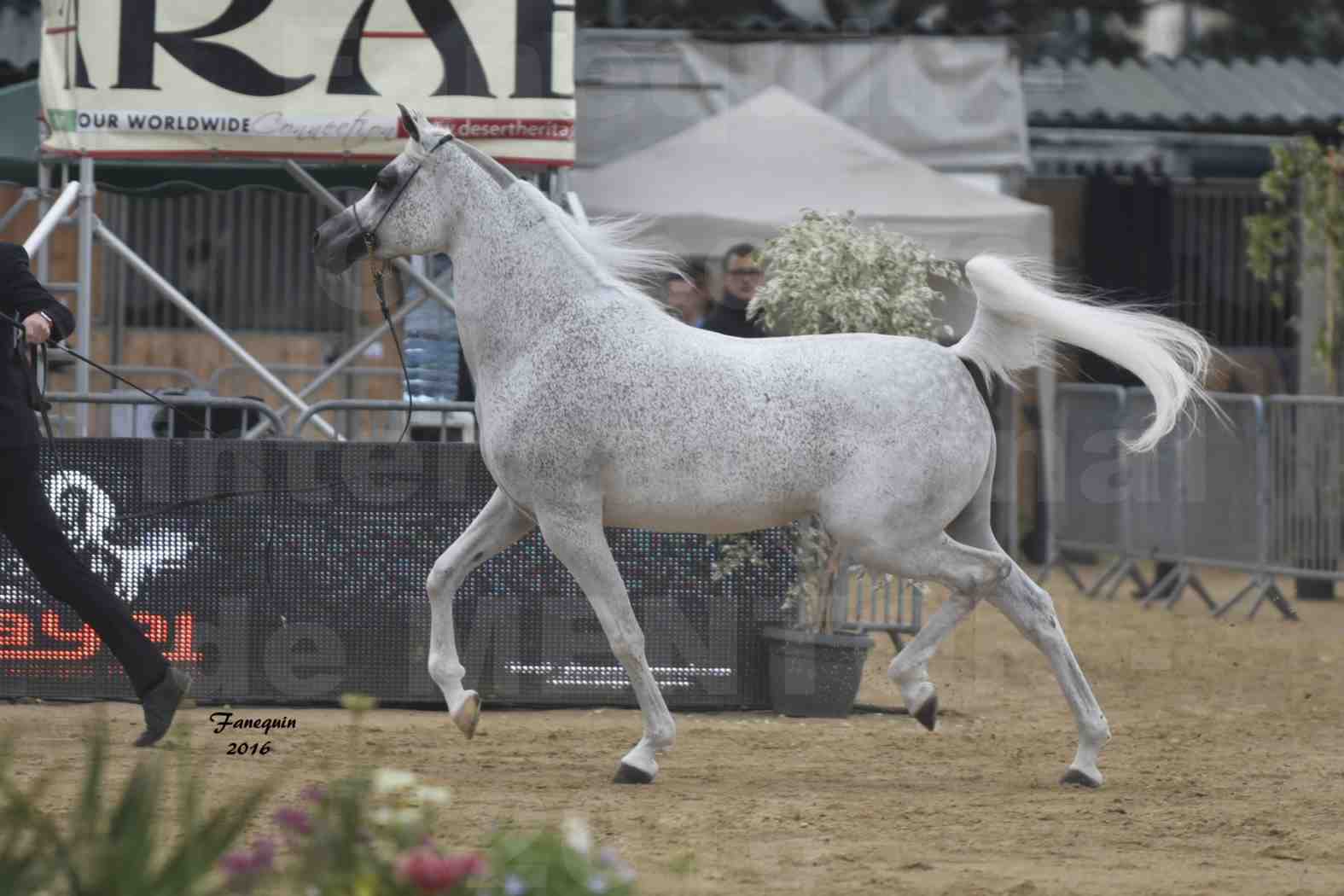 Championnat du pur-sang arabe de la Méditerranée et des pays arabes - MENTON 2016 - MAGIC MA CHERIE - Notre Sélection - 02