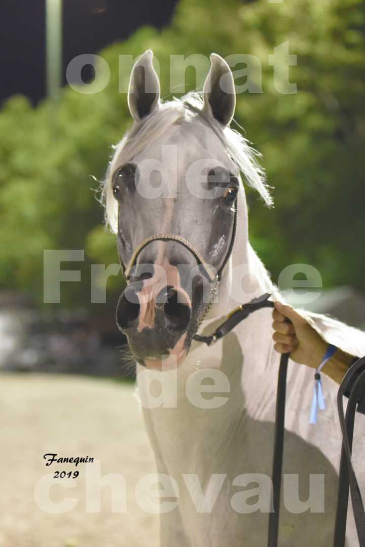 Championnat de France des chevaux Arabes en 2019 à VICHY - SHAMS EL ASHIRAF - Portraits - 5