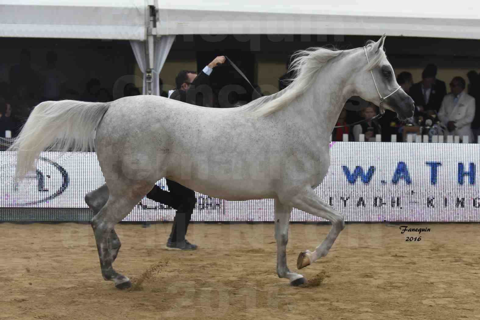 Championnat du pur-sang arabe de la Méditerranée et des pays arabes - MENTON 2016 - AIJANA OS - Notre Sélection - 2