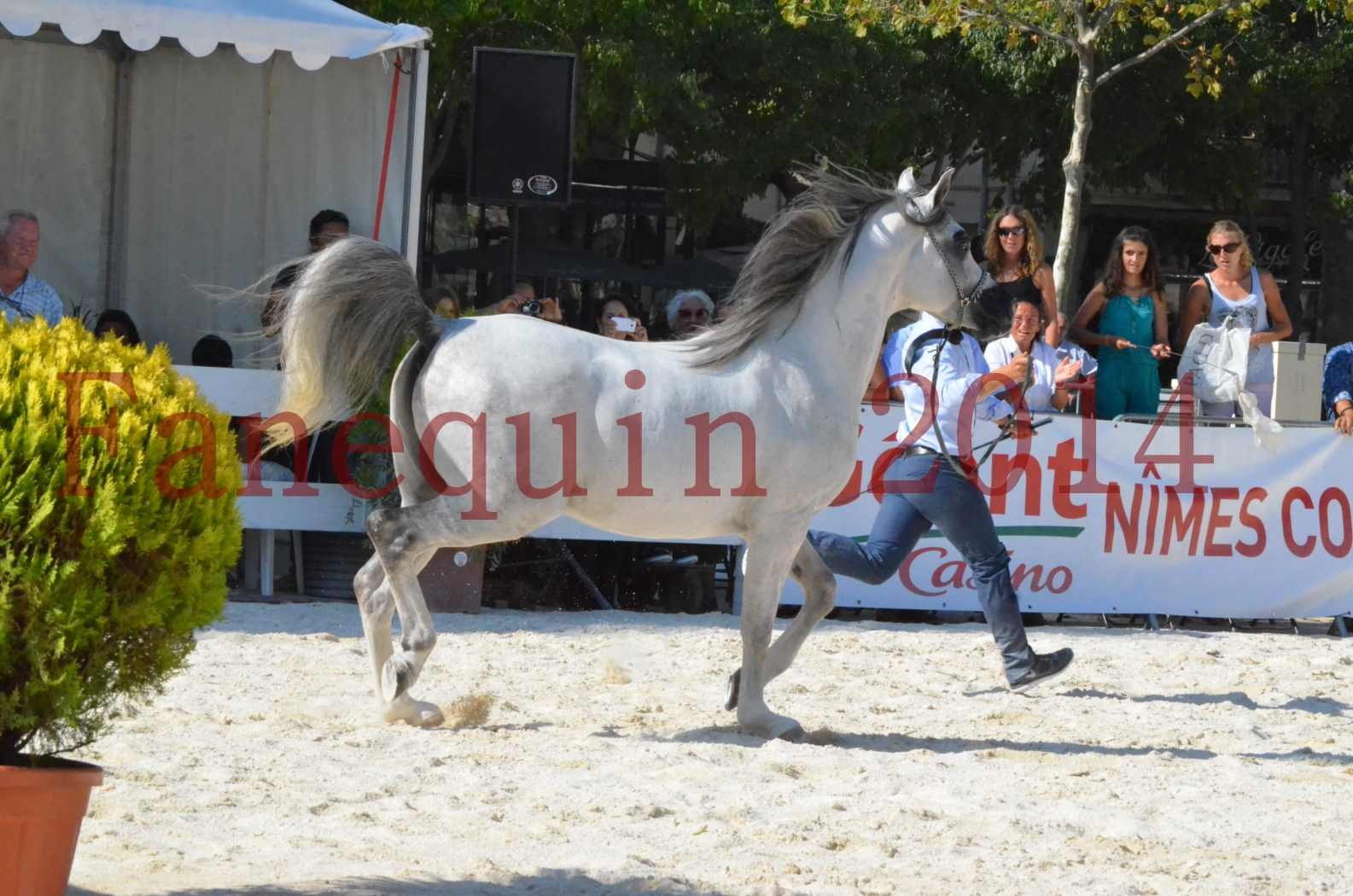 Concours National de Nîmes de chevaux ARABES 2014 - Championnat - SHAOLIN DE NEDJAIA - 13