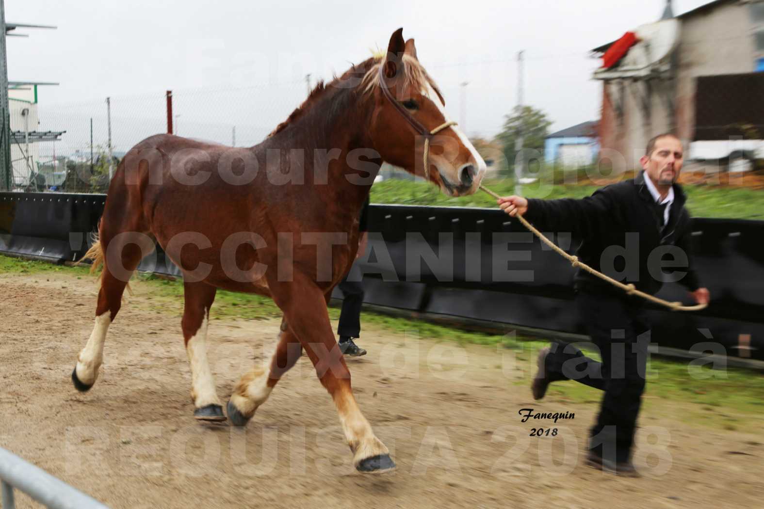 Concours Régional "OCCITANIE" de Chevaux de Traits à REQUISTA en 2018 - GENEREUSE DE LA NOE - 2