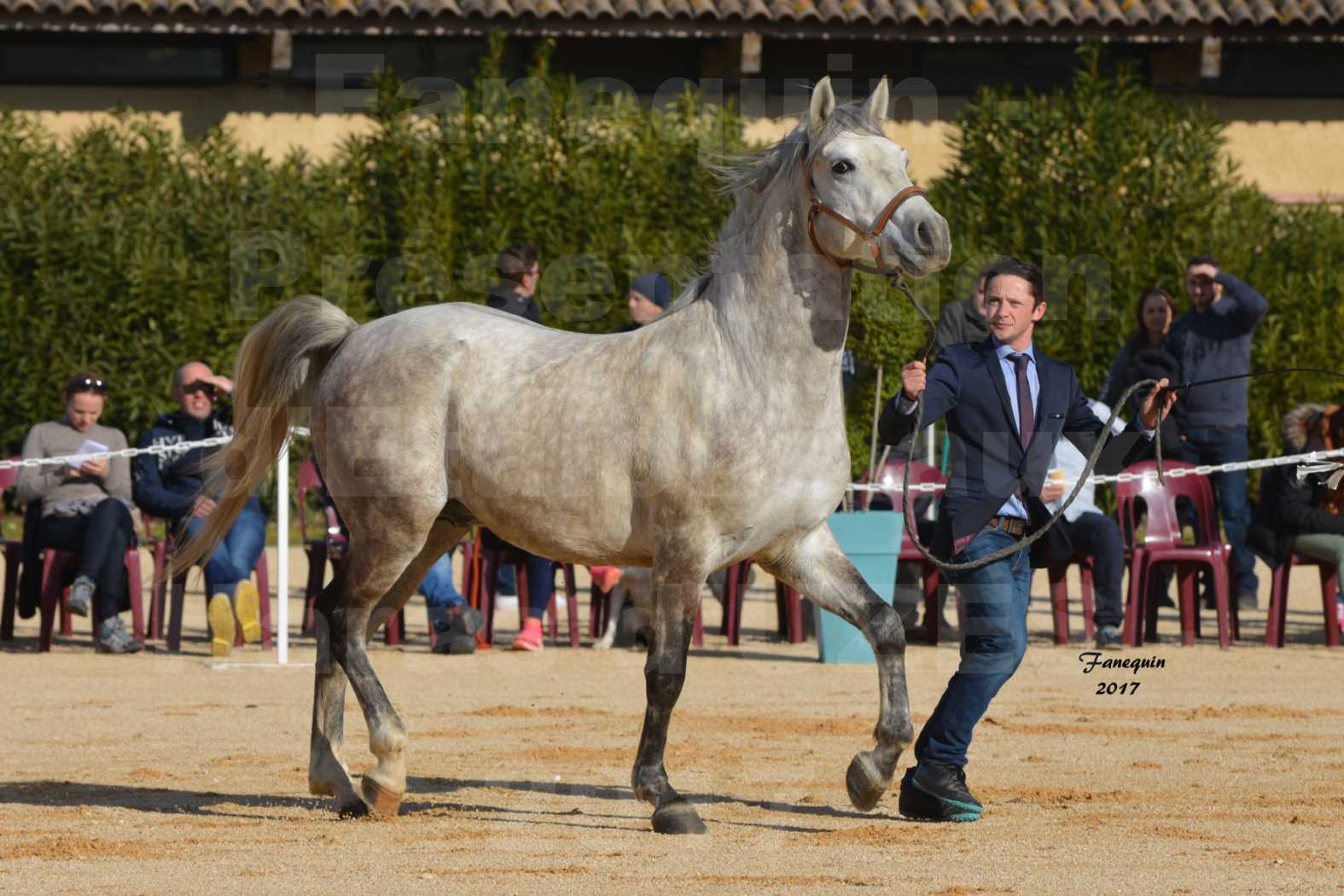 Présentation d’Étalons aux Haras d'UZES - présentation en main -CAMERON DE LA TAVE - 1