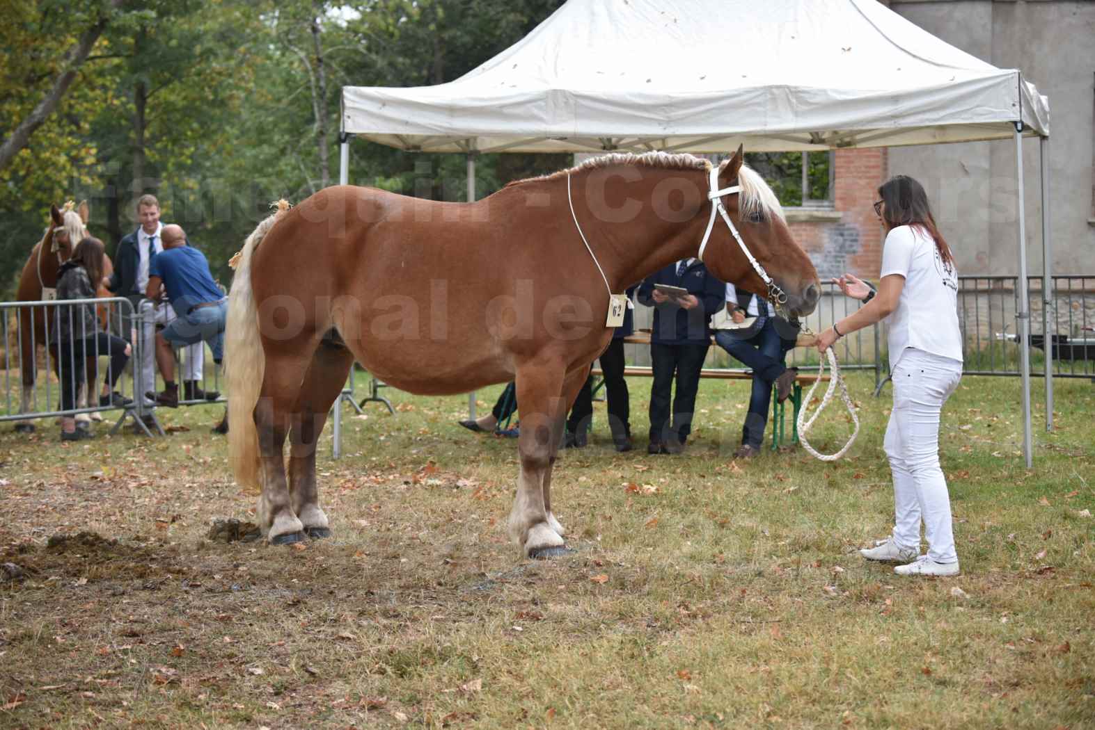 Concours Régional de chevaux de traits en 2017 - Jument & Poulain Trait COMTOIS - DAKOTA DU GARRIC - 09