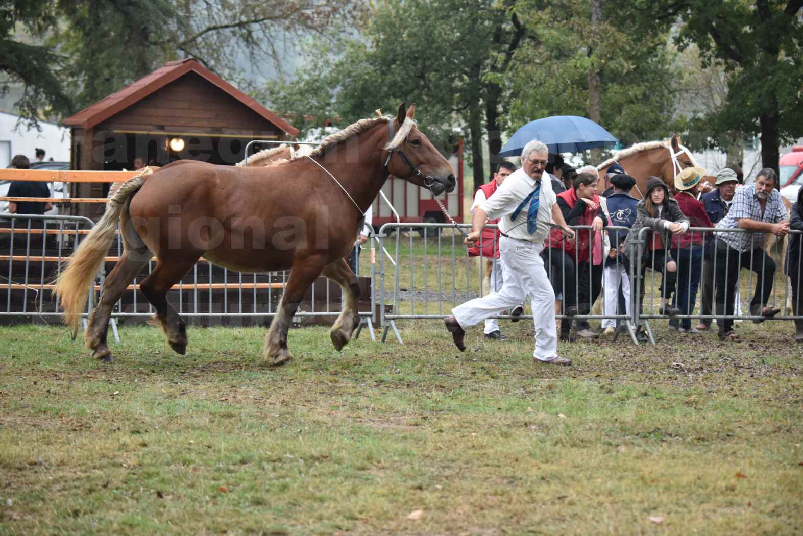 Concours Régional de chevaux de traits en 2017 - Pouliche Trait COMTOIS - DUCHESSE DE BENS - 04