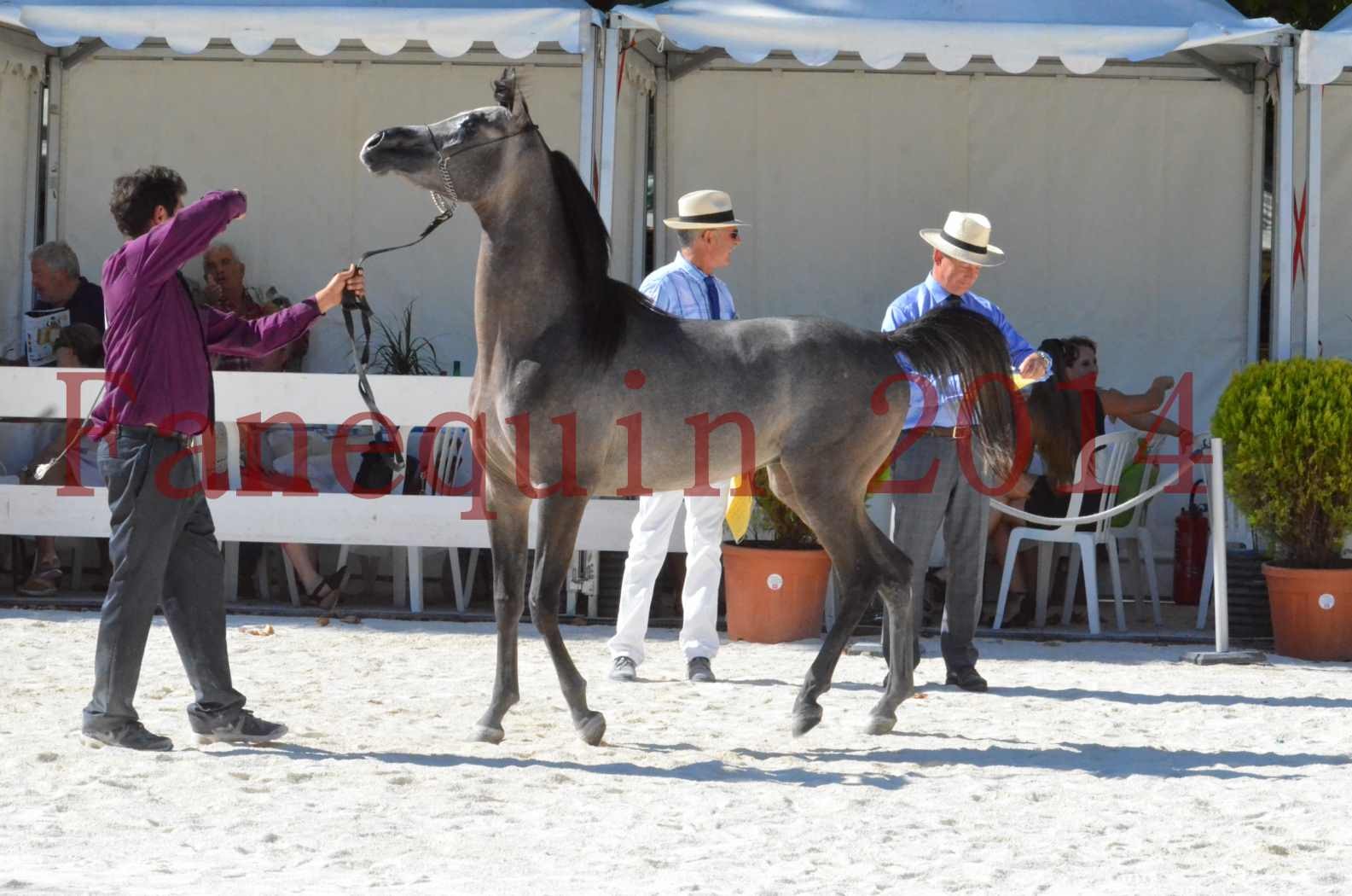 Concours National de Nîmes de chevaux ARABES 2014 - Championnat - JOSEPH'S BOUZIOLS - S 19