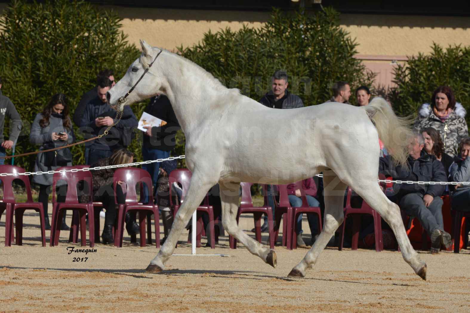 Présentation d’Étalons aux Haras d'UZES - présentation en main - FELOUK DE LA CHAMPOLINE - 4