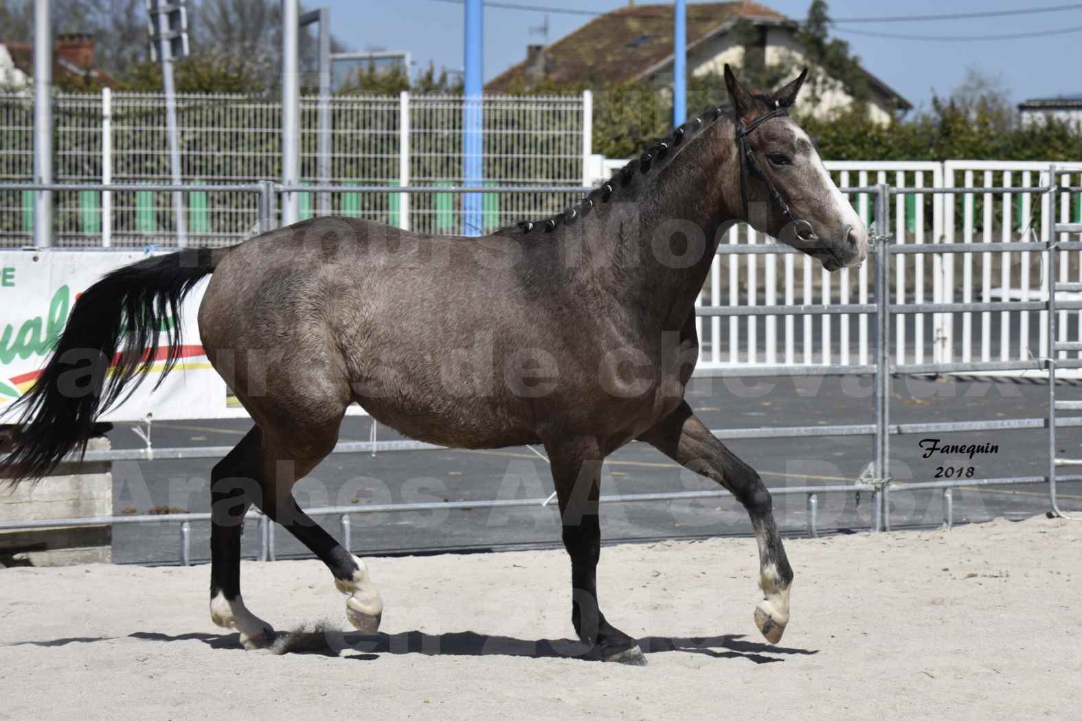 Concours d'élevage de Chevaux Arabes - D. S. A. - A. A. - ALBI les 6 & 7 Avril 2018 - GOLD OF MARTRETTES - Notre Sélection - 4