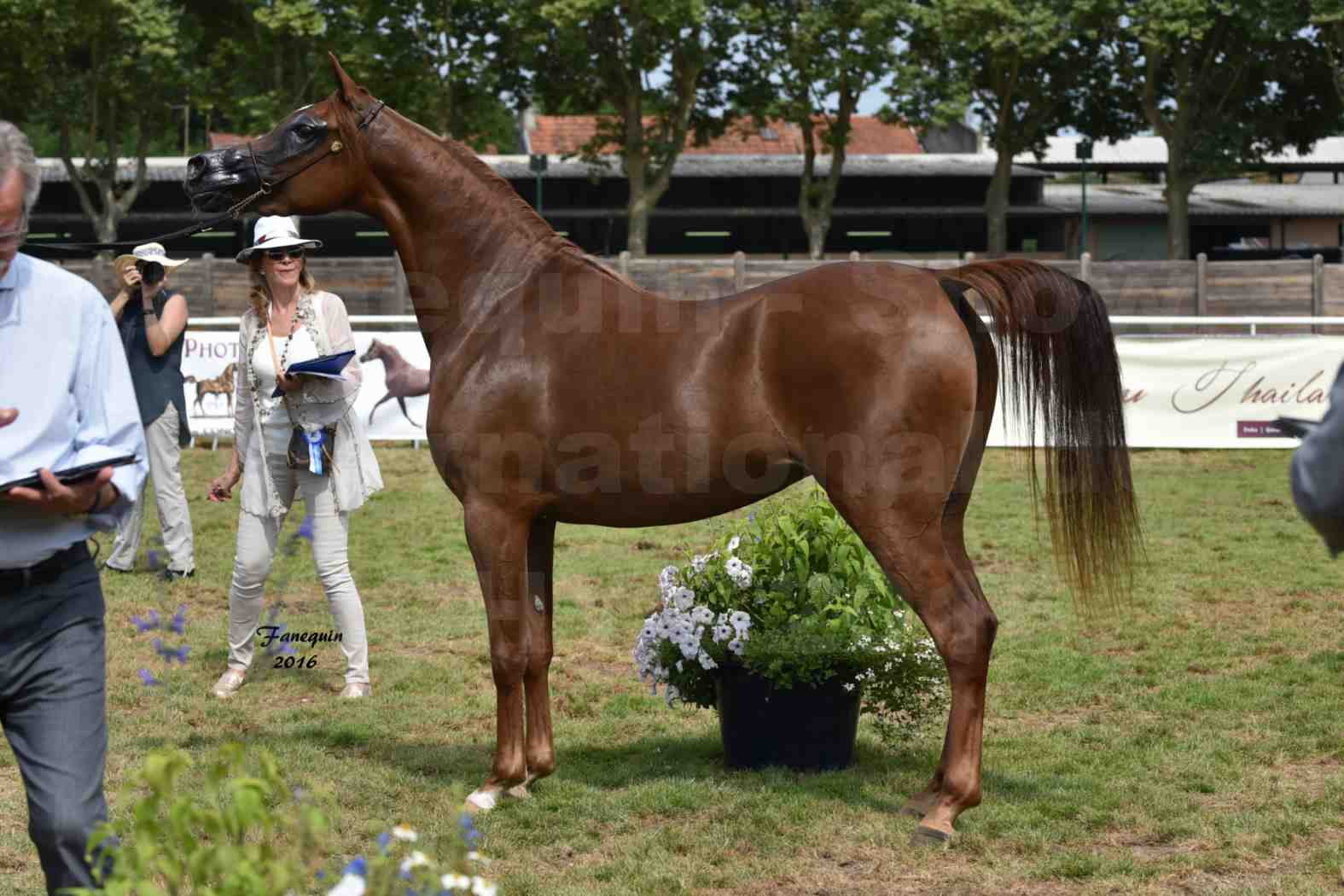 International Arabian Horse Show B de VICHY 2016 - PEARL DE DJOON - Notre Sélection - 42