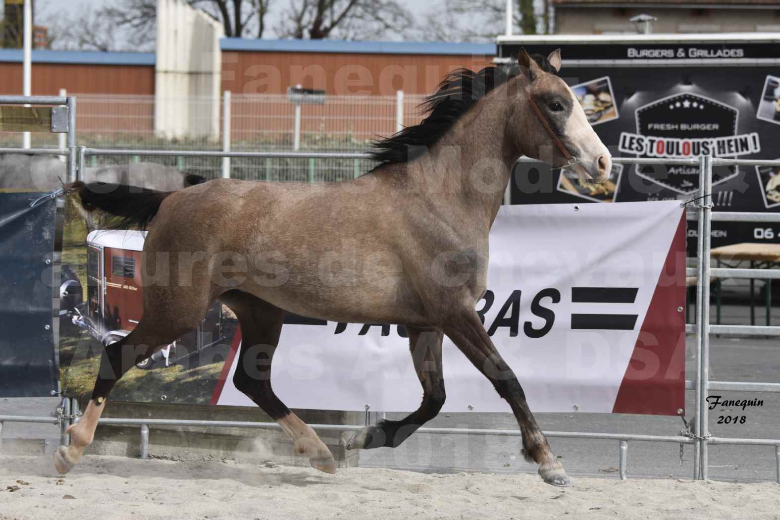 Concours d'élevage de Chevaux Arabes - D. S. A. - A. A. - ALBI les 6 & 7 Avril 2018 - FLORIA DU PUECH - Notre Sélection 06